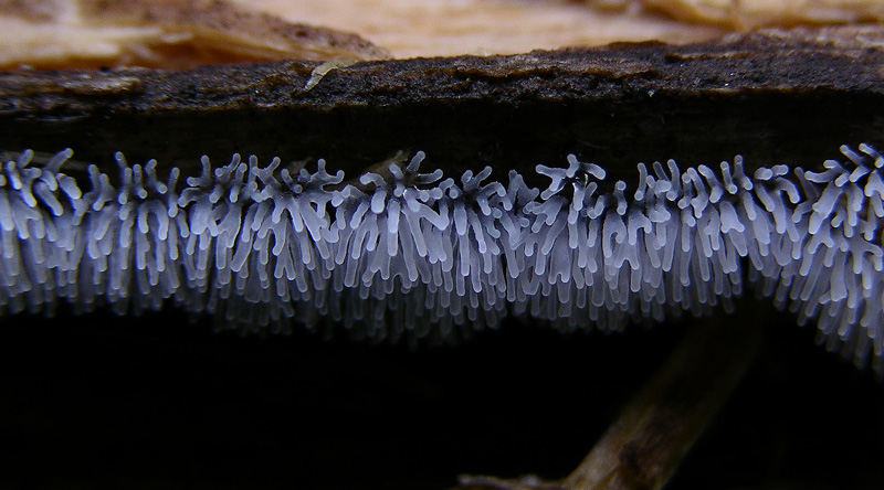 Ceratiomyxa fruticulosa.